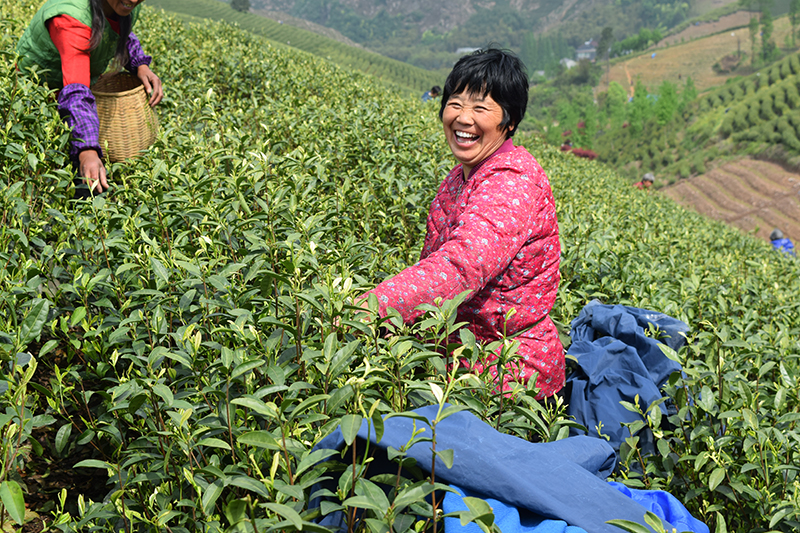 白茶采茶